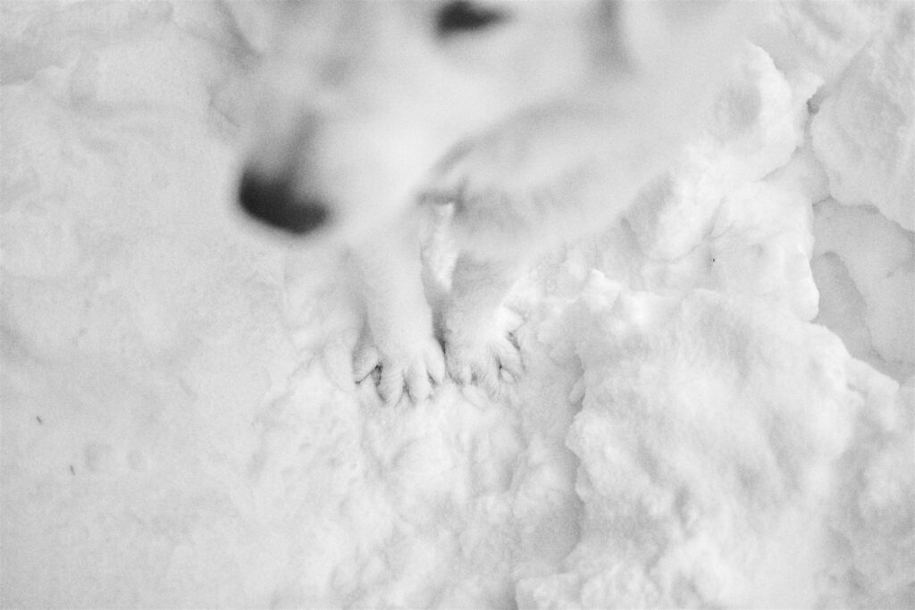 dettaglio zampe cane nella neve in bianco e nero - dog photography fotografo professionale di cani Trento